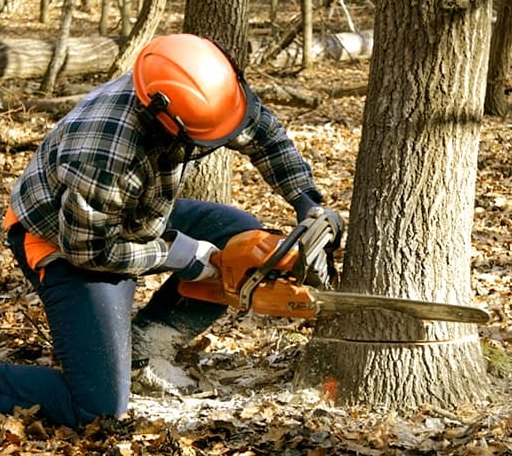 Tree Removal in Lake View, NY
